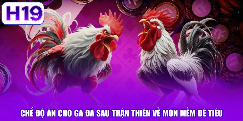 Chế độ ăn cho gà đá sau trận thiên về món mềm dễ tiêu
