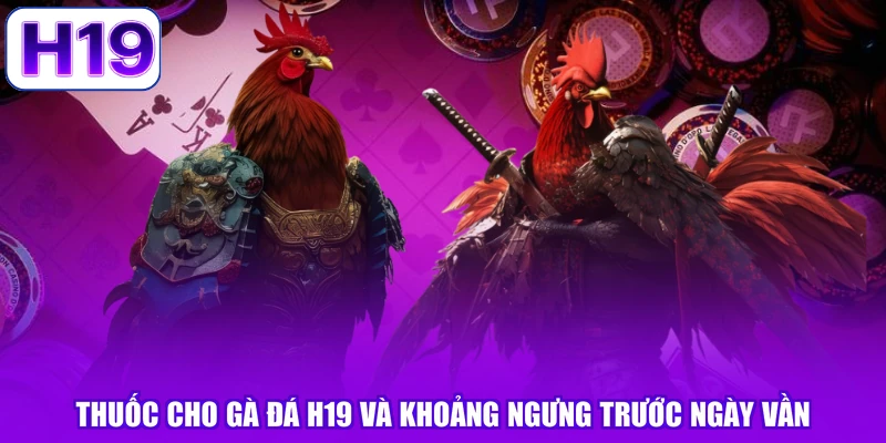 Thuốc Cho Gà Đá H19 Và Khoảng Ngưng Trước Ngày Vần